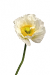 Fleur imprim� sur adh�sif blanc avec d�coupe �  la forme.