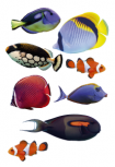 Avec ces 8 stickers muraux poissons imprim�s sur adh�sif blanc et d�coup�s � la forme votre d�co va prendre de la couleur. Vu � la t�l�