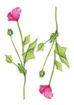 Stickers duo de coquelicot.