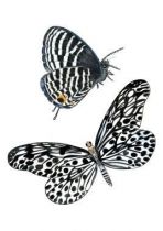 Stickers planche papillon.