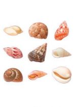 Stickers coquillages.