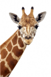 Stickers girafe imprim�e sur vinyle adh�sif avec d�coupe � la forme.