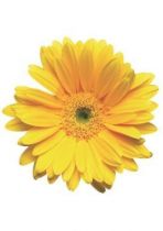 Adh�sif fleur jaune