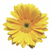Adh�sif fleur jaune