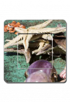 Interrupteurs d�cor�s coquillages et crustac�s