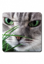 Interrupteurs d�cor�s t�te de chat