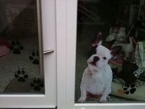 sticker bouledogue fran�ais