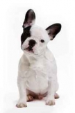 sticker bouledogue fran�ais imprim� sur adh�sif et d�coup� � la forme. Aucun contour autour du sticker. Un sticker qui a du chien...L'autocollant de votre chien pr�f�r� pour �tre coll� aussi bien � l'int�rieur pour d�corer un mur, un frigo ou pourquoi pas sur la lunette arri�re de votre voiture car les stickers idzif sont tous r�sistants � l'eau et aux ultras violets.