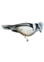 sticker mural oiseau