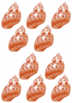 Stickers 10 Coquillages de pise