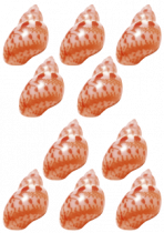 Stickers 10 Coquillages de pise