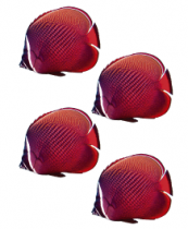Stickers 4 Poisson cama�eu rouge