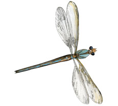 Sticker Libellule