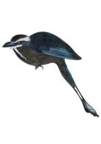 stickers muraux oiseaux