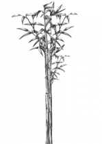 Stickers bouquet de bambous