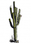Stickers Cactus imprim� sur adh�sif avec d�coupe � la forme. Attention �a pique!
