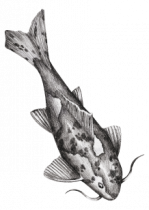 Stickers carpe asiatique