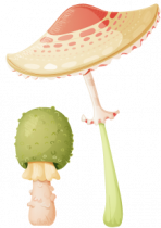 Stickers champignons pour d�corer une chambre d\'enfant ou cr�er une d�coration sur le th�me forestier avec des couleurs douces et pastels. Ce sticker champignon apportera une touche de nature et compl�tera le d�cor du mur au niveau du sol.  Sticker imprim� sur du vinyle adh�sif et d�coup� � la forme. Gamme de stickers enfants Jardin secret, cr�ation Kmiep.