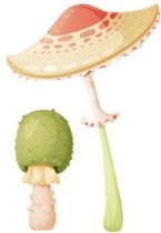 Stickers champignons pour d�corer une chambre d\'enfant ou cr�er une d�coration sur le th�me forestier avec des couleurs douces et pastels. Ce sticker champignon apportera une touche de nature et compl�tera le d�cor du mur au niveau du sol.  Sticker imprim� sur du vinyle adh�sif et d�coup� � la forme. Gamme de stickers enfants Jardin secret, cr�ation Kmiep.