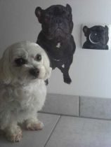 stickers muraux bouledogue
