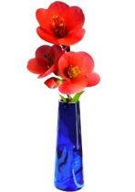 Stickers fleur du pommier du Japon