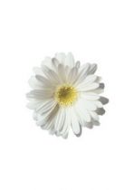 Stickers fleur marguerite.