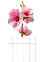 Stickers fleurs de p�cher