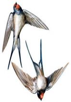 Stickers hirondelles