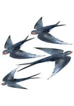 Stickers hirondelles