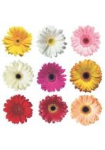 stickers marguerites vu dans D&CO