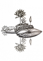 Stickers n�nuphar asiatique