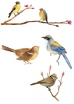 stickers oiseaux