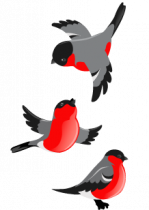 Stickers rouges-gorges pour une d�co en douceur