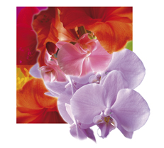 Sticker Sylvie Zieba