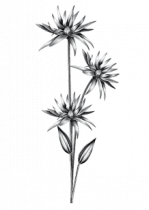 Stickers t�te de lit nature oc�ane