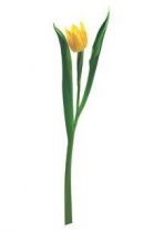 Stickers voiture papillon